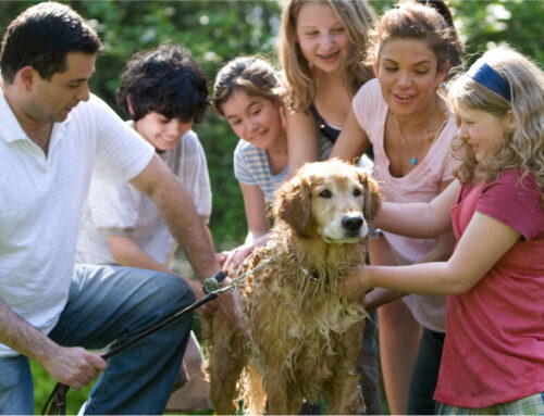 How to engage the whole family in pet-caring